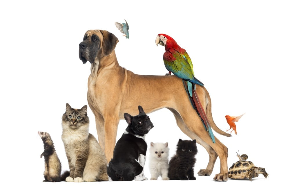 til dyr og kæledyr | Find inspiration til gode kæledyrsnavne her